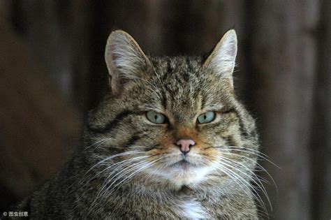 野猫进家|家里总进野猫怎么办？